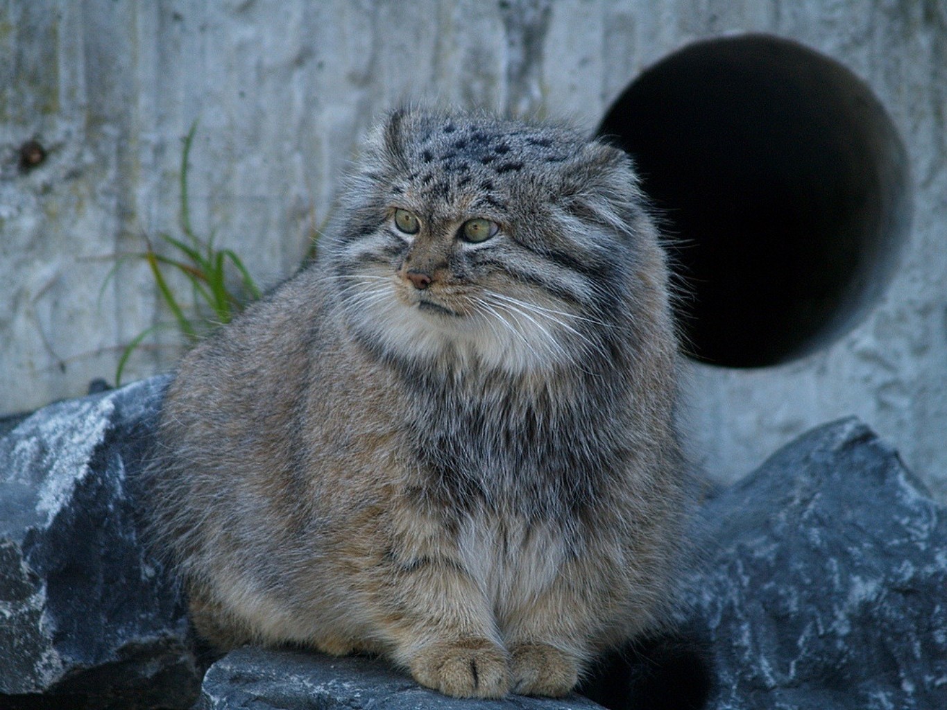 animals cat mammal animal wildlife portrait nature fur cute wild grey predator looking eye kitten pet