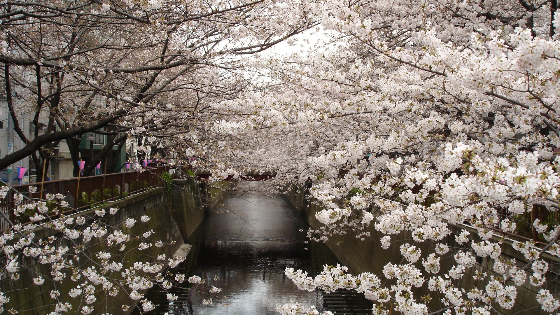 ağaçlar çiçek kiraz ağaç sezon flora doğa park çiçeklenme manzara bahçe şube yaprak bahar