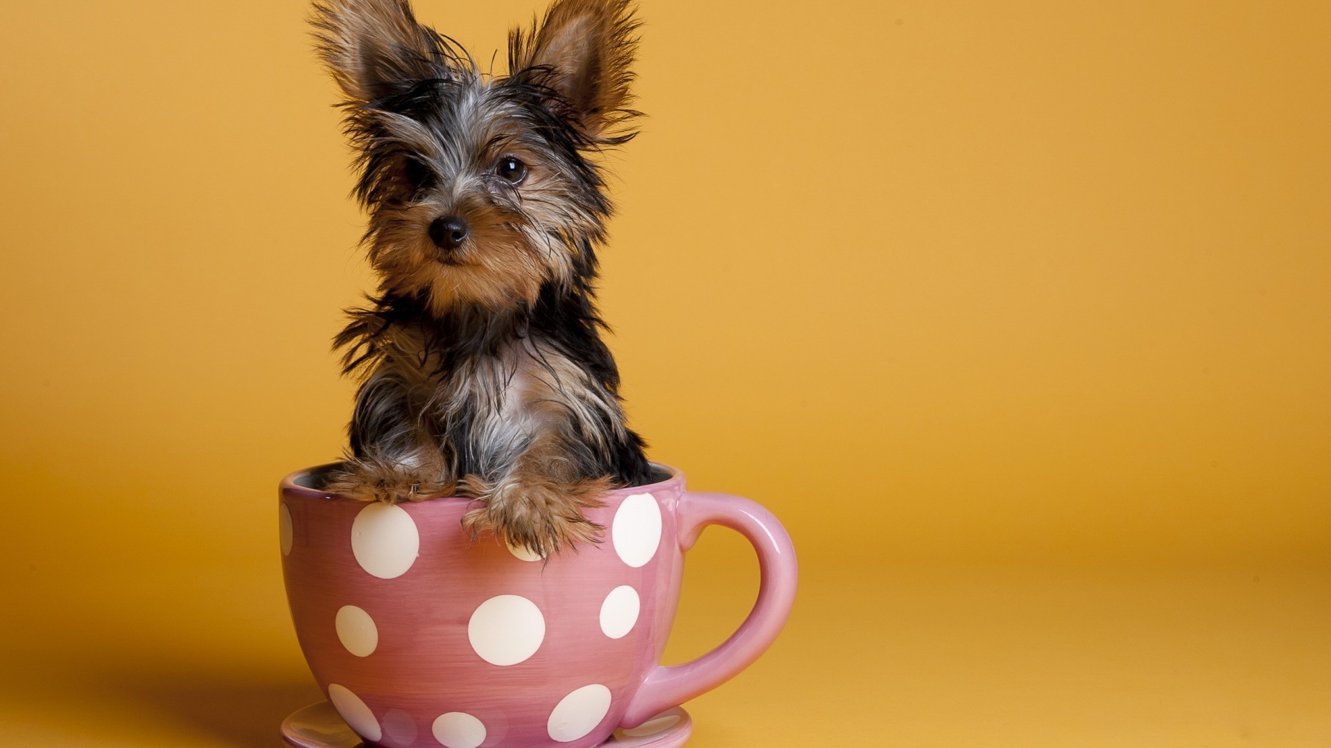 hund hund niedlich terrier tier haustier säugetier welpe wenig hundespezialist inländische studio lustig sitzen miniatur