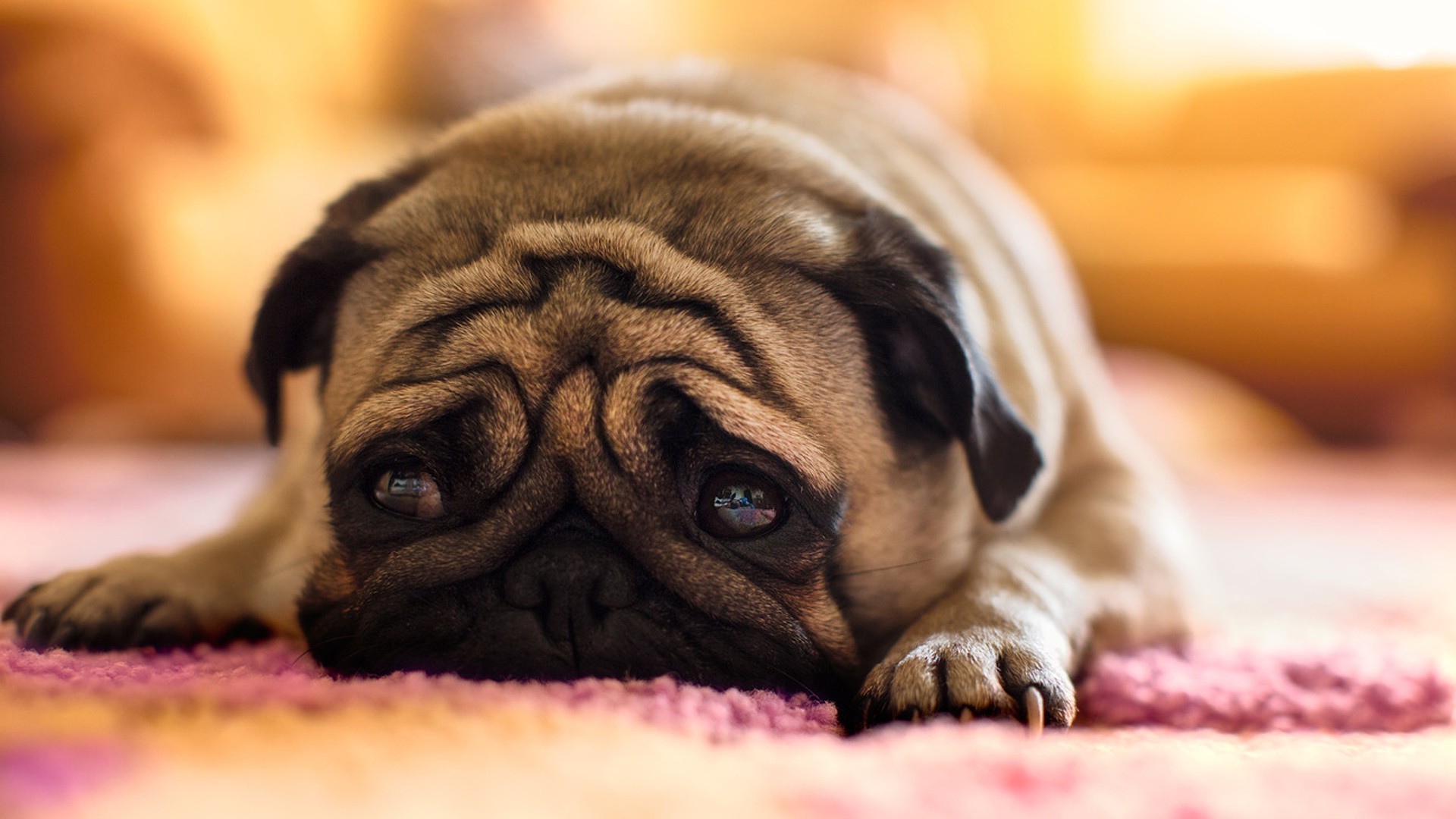 cani cane cucciolo carino canino ritratto animale domestico piccolo animale mammifero adorabile moska domestico divertente lei razza dormire guardare occhio sedersi al chiuso