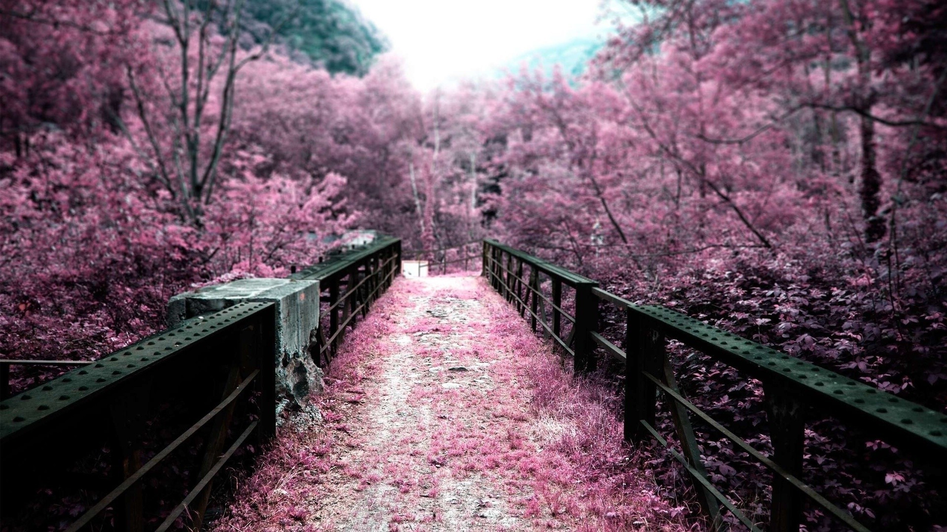 gardens tree flower nature park garden branch season flora outdoors springtime leaf landscape cherry wood blooming color guidance