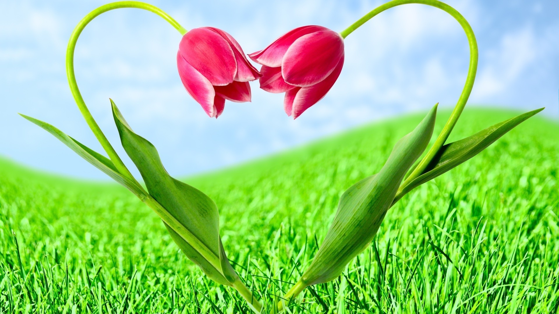 hearts grass nature hayfield summer flora garden leaf field lawn growth bright freshness