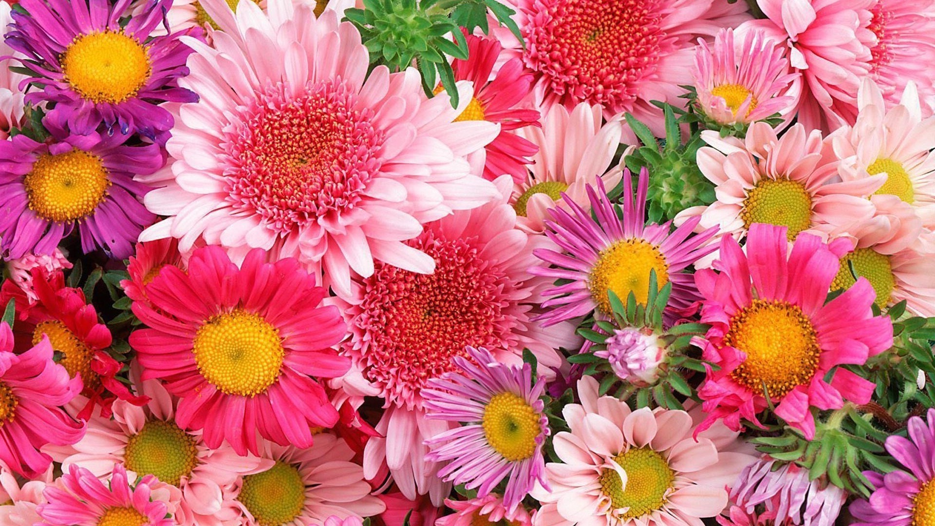 flowers flower floral nature petal flora summer blooming color garden bright bouquet leaf beautiful decoration close-up vibrant gerbera chrysanthemum desktop