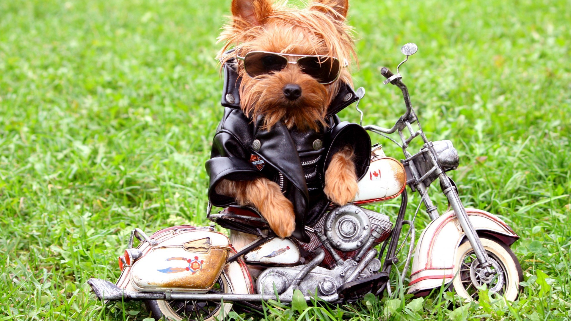 chiens herbe nature vélo jeune mignon peu été à l extérieur plaisir parc