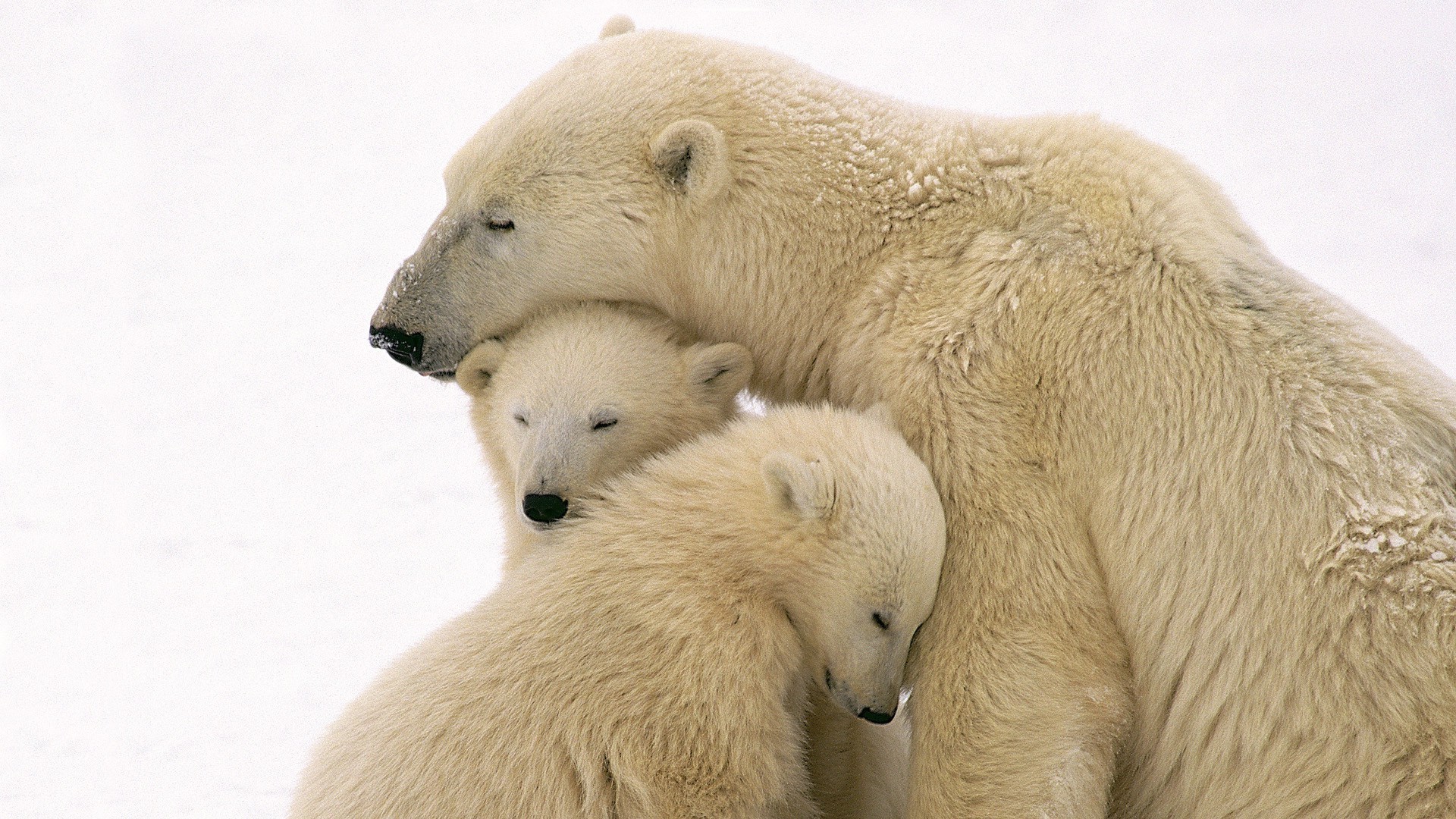 ours mammifère givré la faune animal nature polaire mignon