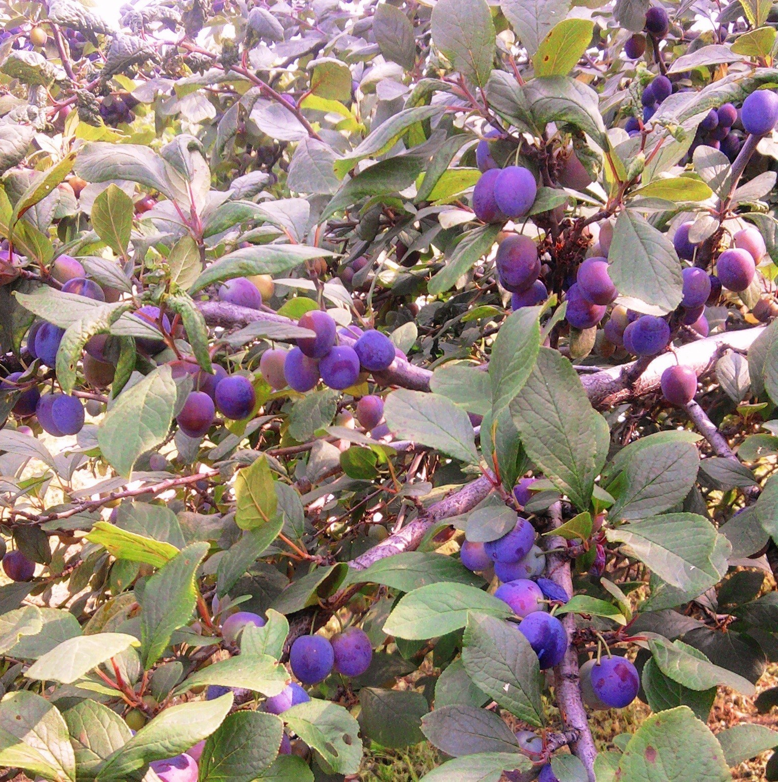 berries nature leaf fruit tree flora flower shrub garden branch summer outdoors season color pasture