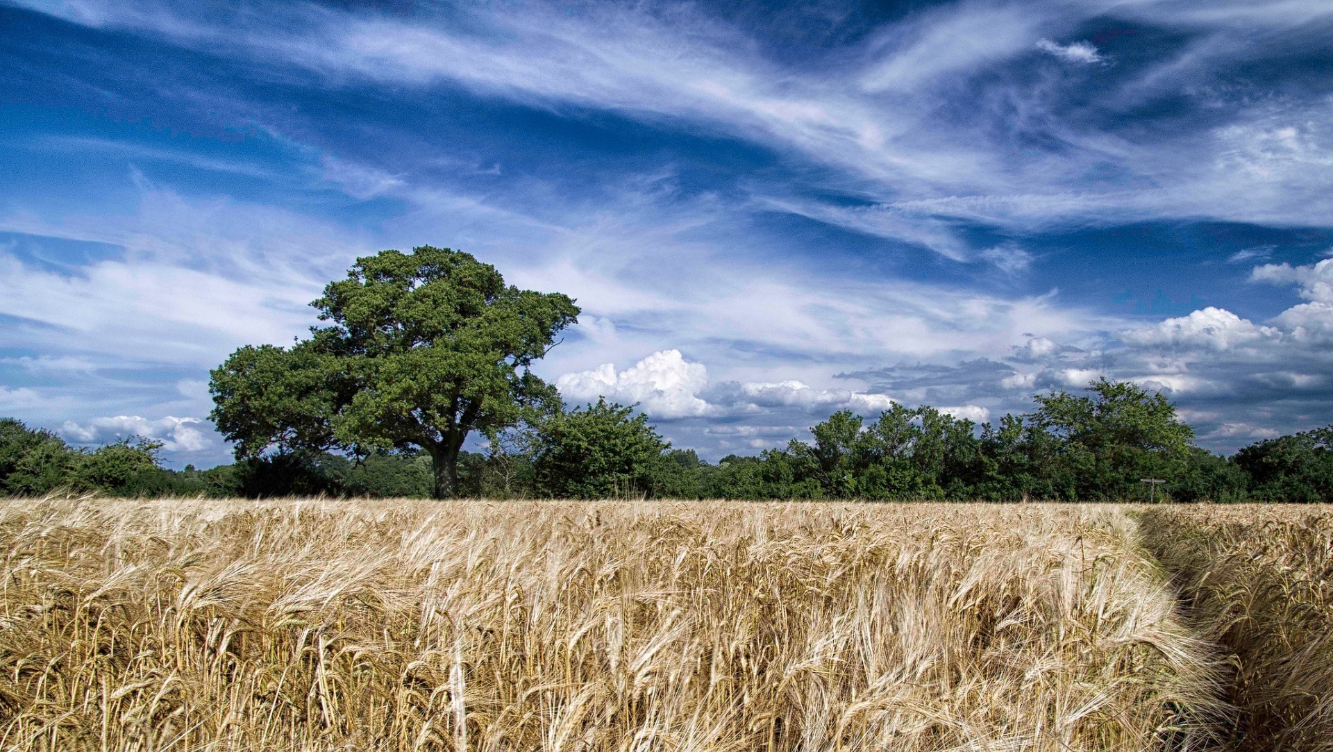 fields meadows and valleys wheat cereal rural pasture countryside crop field straw corn agriculture landscape sky farm rye nature bread outdoors summer sun