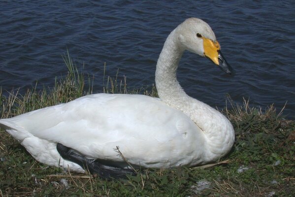 A white swan is resting on the shore of a pond