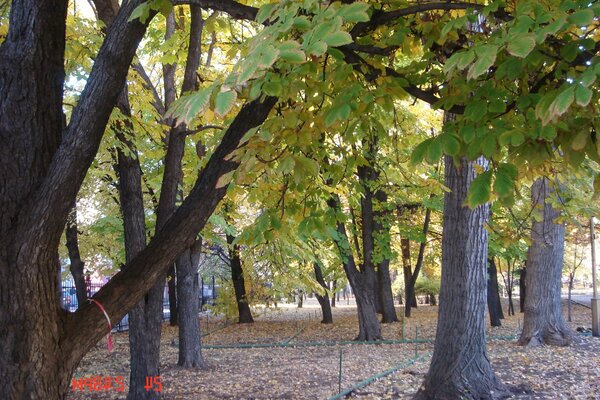 Schöner warmer Wald im Herbst