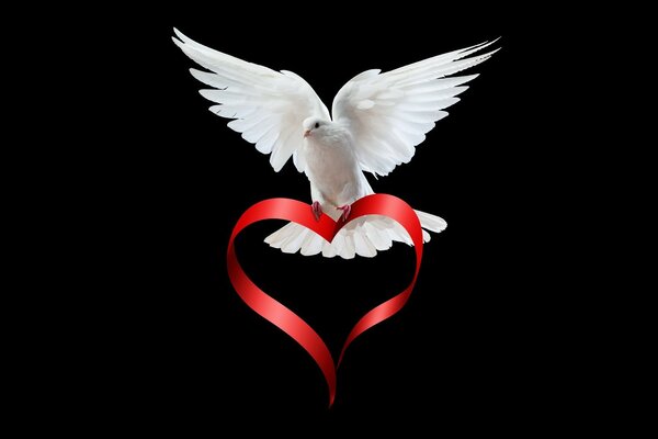 A white pigeon carrying a red ribbon folded in the shape of a heart in its paws