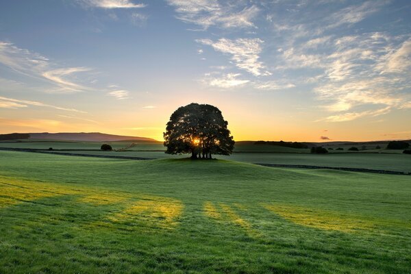 A huge oak tree standing in the middle of a green field