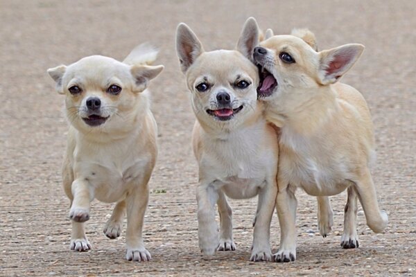 Cães adoráveis que gostam de se divertir