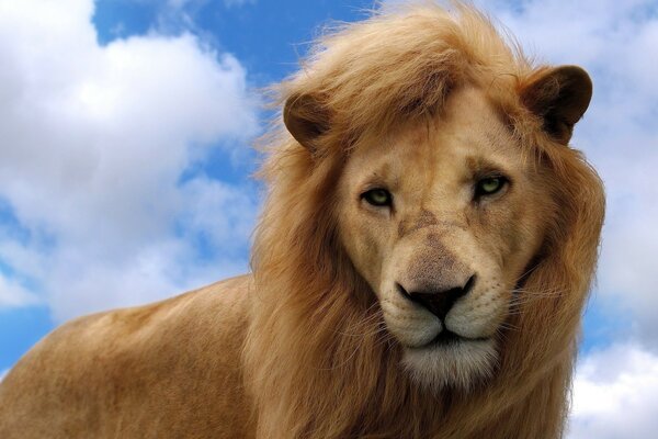 Retrato de un León en la naturaleza