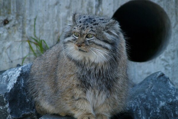 Manul. Das daurische Naturschutzgebiet.