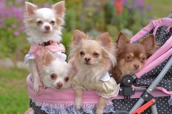 Beautiful dogs dressed in clothes