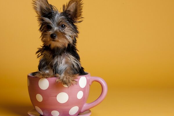 The warmth of home with a cute terrier