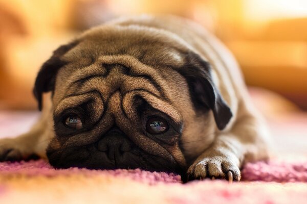 Cachorrinho bonito está triste em casa