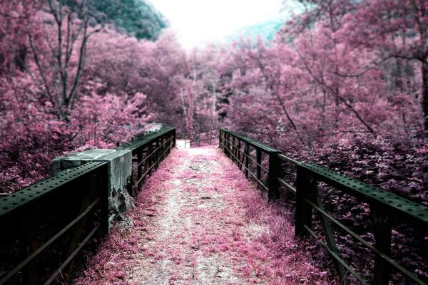 Pont dans un beau parc inhabituel