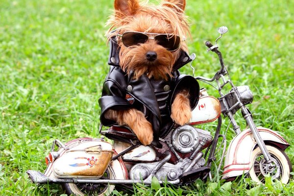 Funny dog with a motorcycle and funny clothes