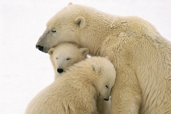 Vedmedy comme une famille l un pour l autre