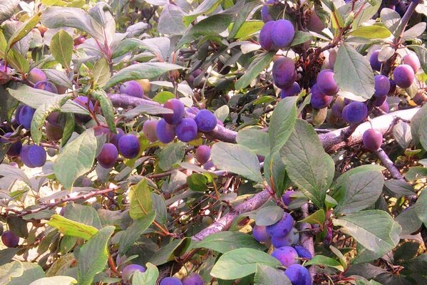 Blue Fruit Tree berries