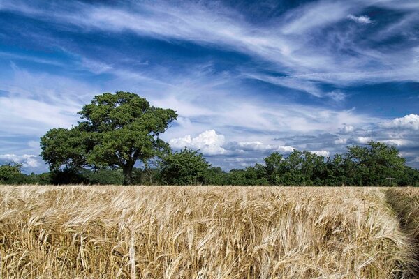 Espigas de trigo bajo el cielo azul