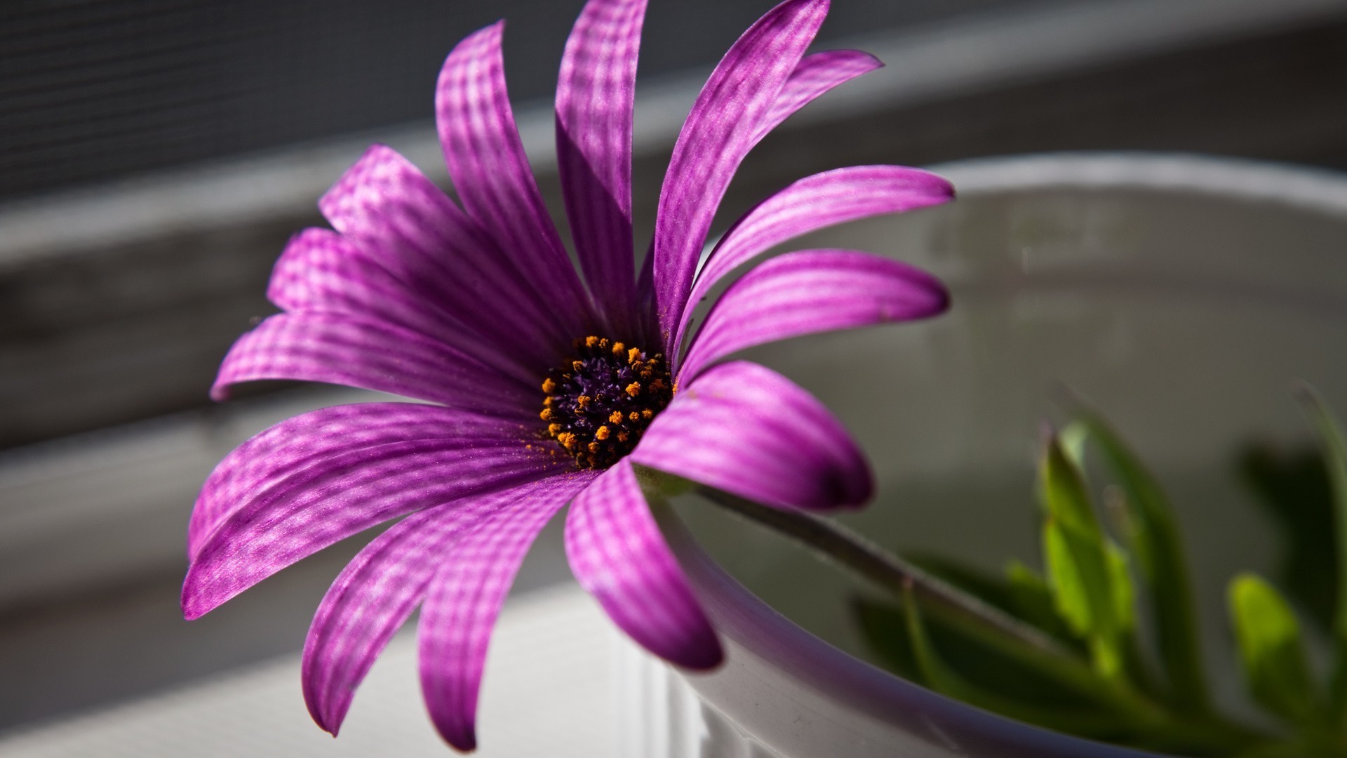 flowers flower nature flora garden summer blooming beautiful color petal leaf close-up