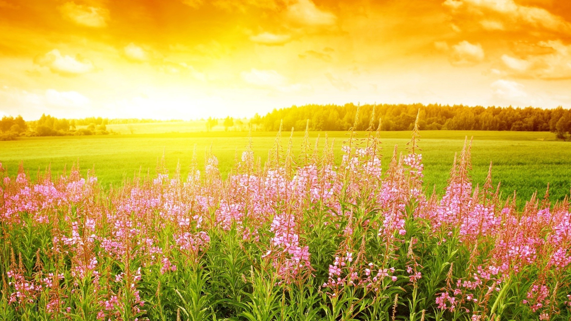 coucher du soleil et l aube rural nature fleur été champ campagne foin herbe flore paysage lumineux beau temps soleil croissance à l extérieur saison feuille agriculture aube