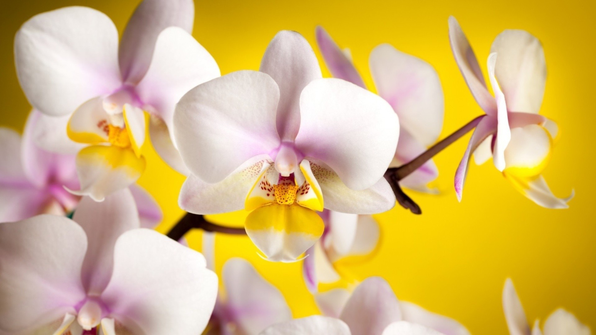 fleurs fleur orchidée nature flore pétale phalaenopsis tropical belle é lé gant exotique bluming floral aromathérapie lumineux romance délicat romantique branche feuille