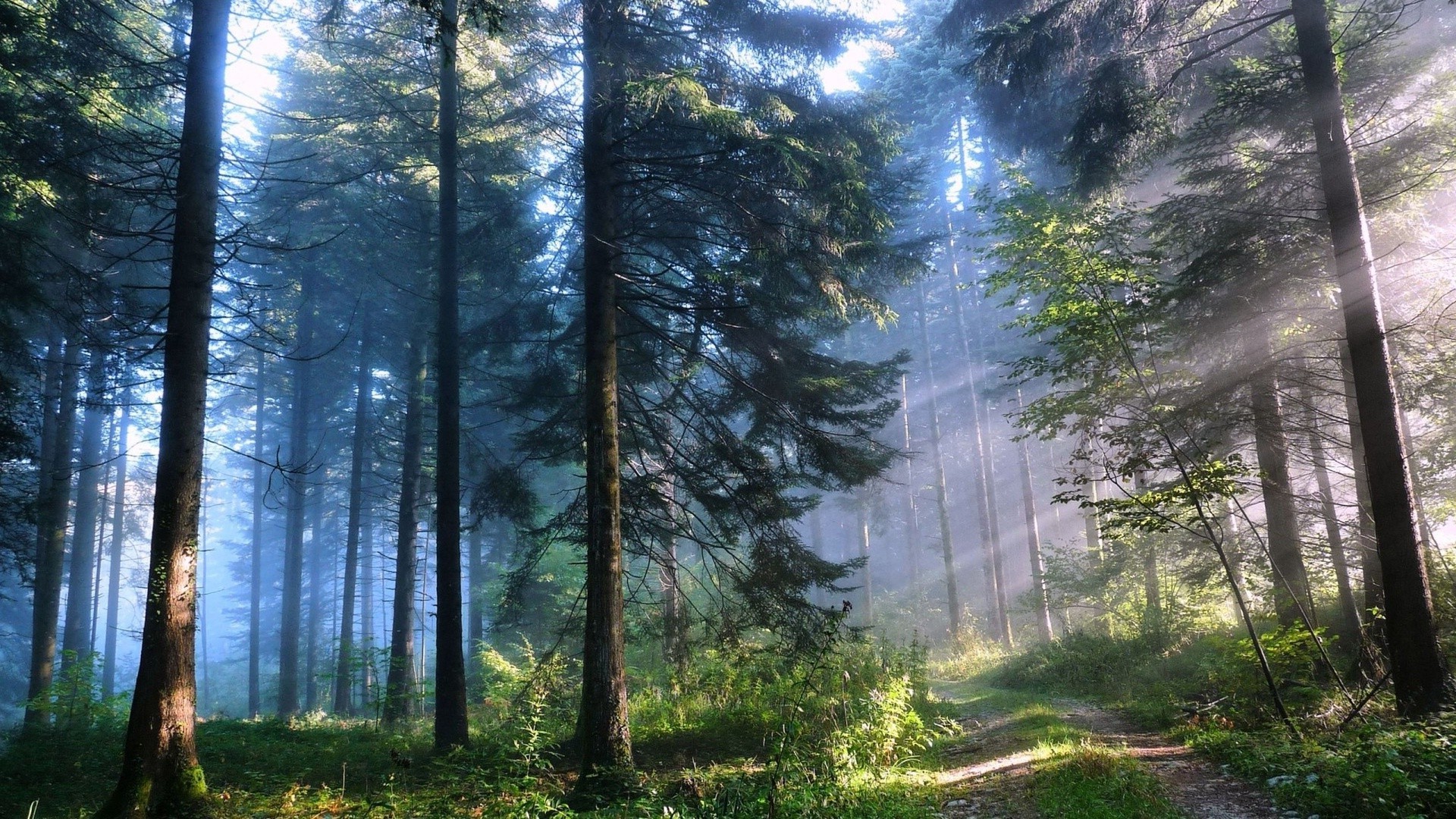 the sunset and sunrise wood nature mist tree fog dawn landscape sun fair weather park leaf sunbeam fall outdoors environment light lush pine conifer