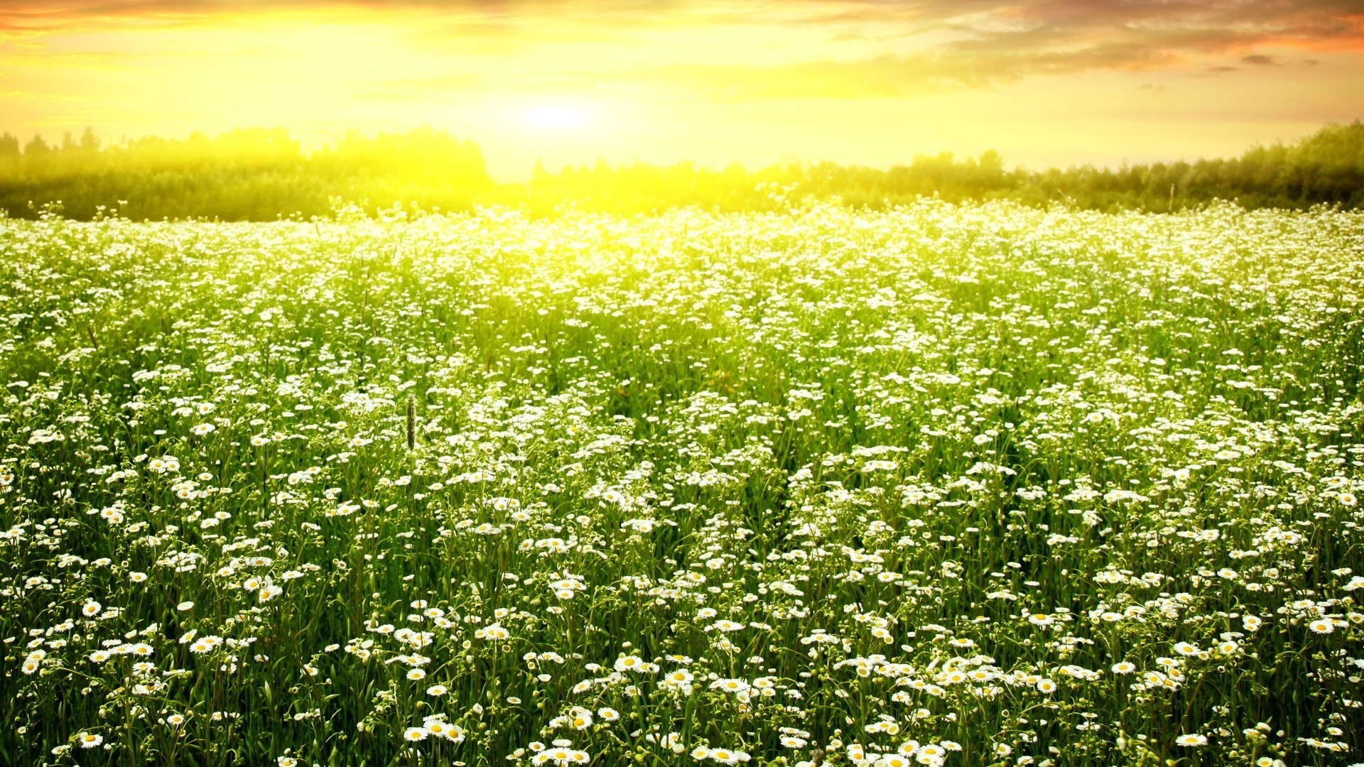 flowers flower nature field summer flora hayfield rural grass landscape fair weather outdoors season growth agriculture leaf sun environment chamomile countryside