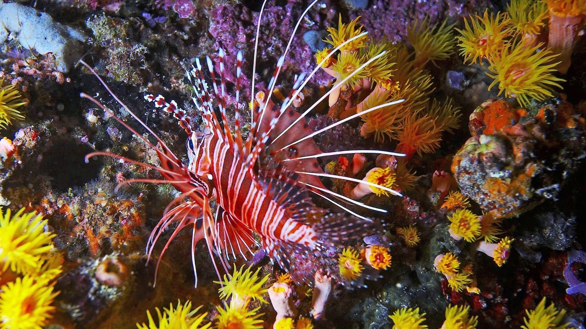 zwierząt podwodny bezkręgowców koral kolor ryby tropikalny natura ocean szkarłupnie akwarium