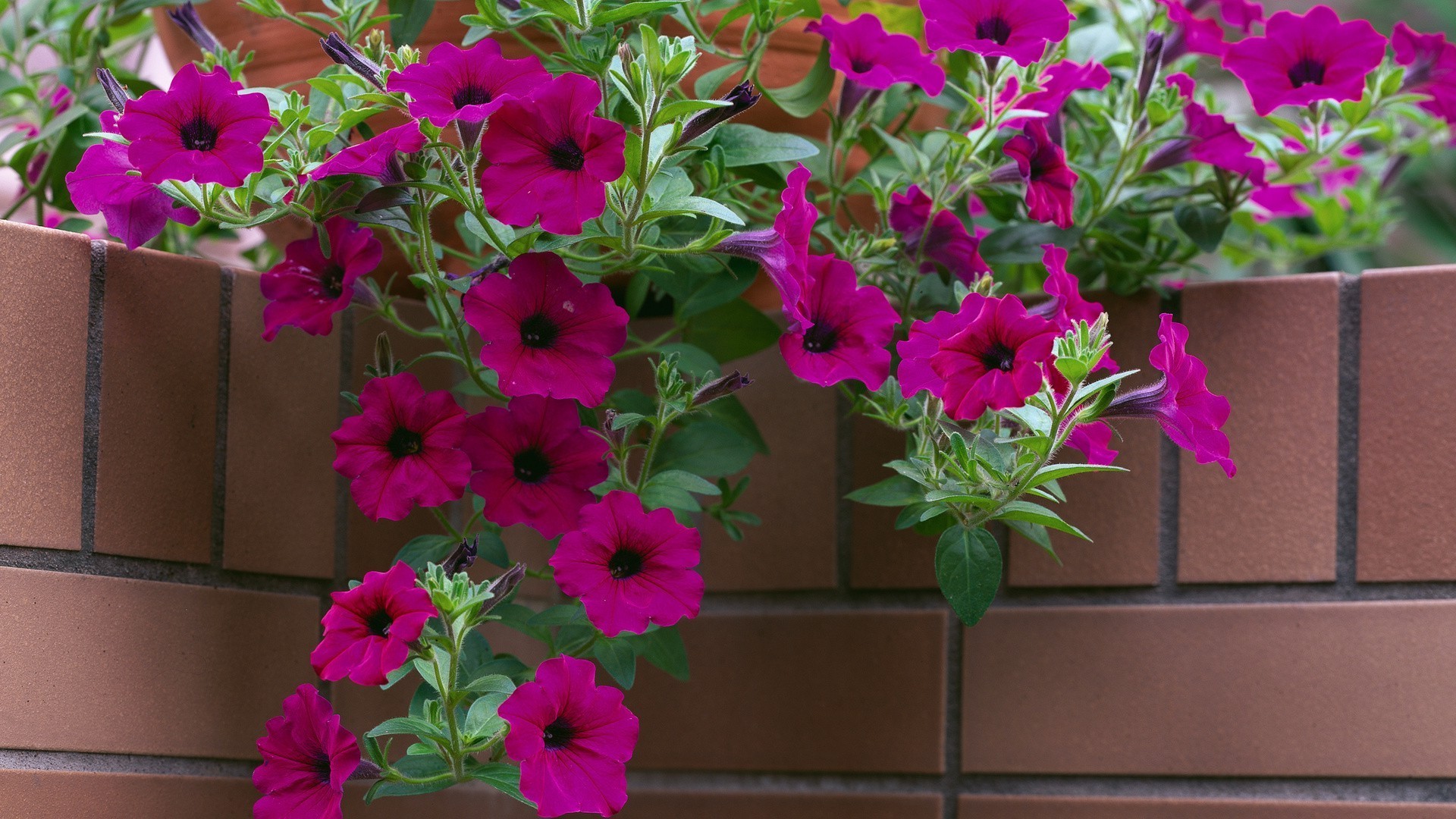 flowers flower flora garden nature summer leaf blooming floral bouquet decoration color petal growth close-up botanical pot bright