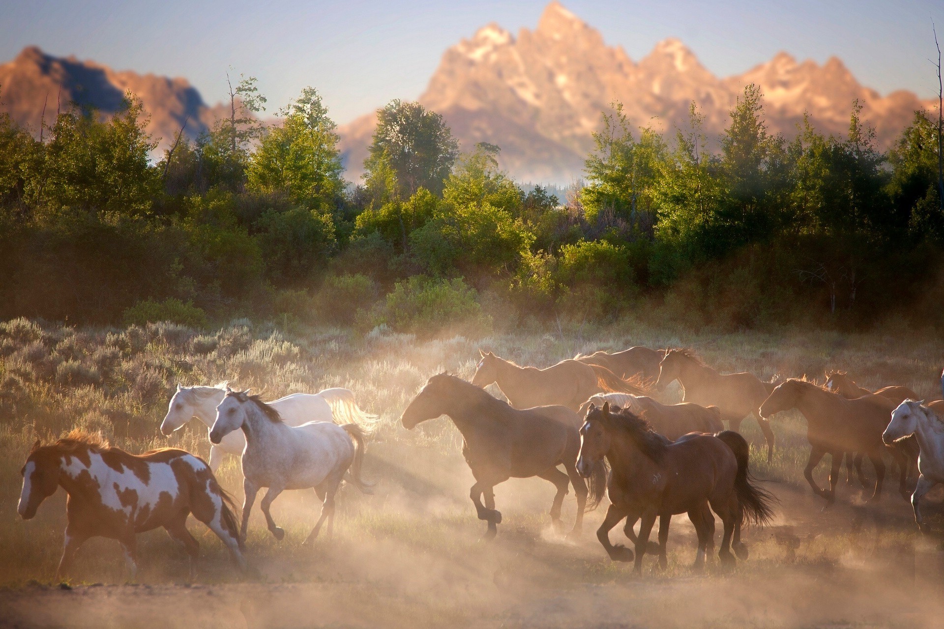 horses mammal cavalry sunset dawn outdoors cattle evening herd travel livestock farm sky wildlife dusk mustang agriculture landscape grassland cowboy