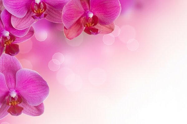 Orquídeas Rosadas sobre fondo rosa