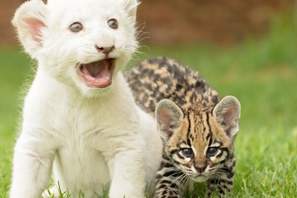 Lindos cachorros de la familia de los gatos