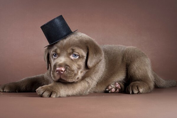 Cachorro de Labrador de chocolate en un cilindro negro