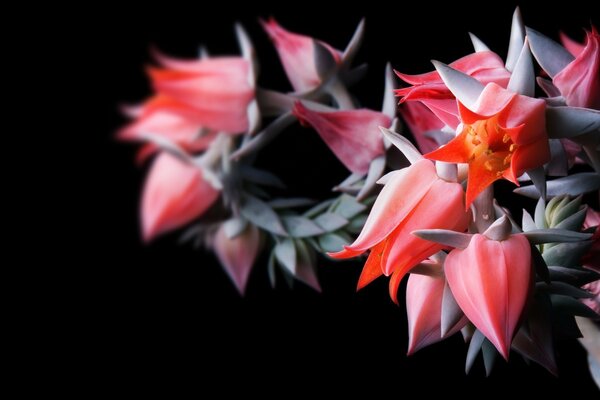 Bella foto di un fiore rosso su sfondo nero