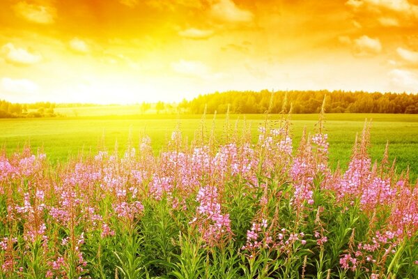 Hermoso amanecer de la naturaleza rural