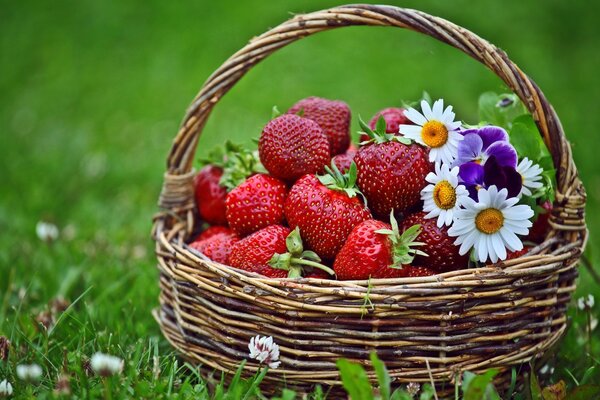 Carzina di bacche e fiori sul campo