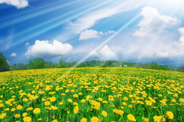 Ein Feld aus gelber Löwenzahn unter der Sommersonne