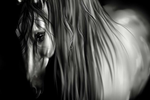 Black and white photo of a horse