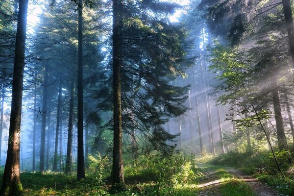 Ravissante aube du soleil dans la forêt