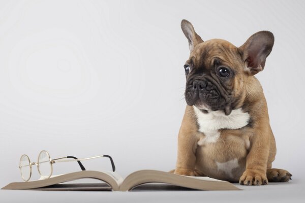 A dog who has learned the power of science