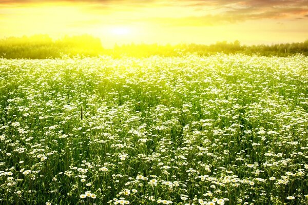 Blumen im Feld am Frühlingstag