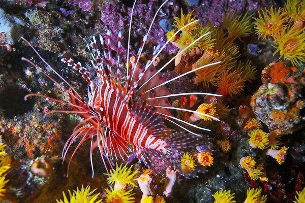 Mistérios dos recifes subaquáticos do oceano