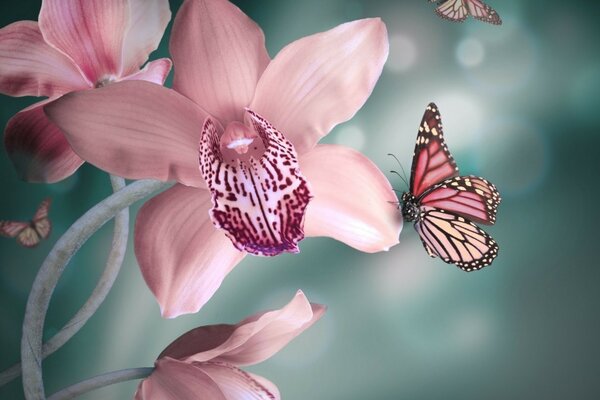 La mariposa se sienta en una flor rosa