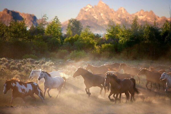 Manada de caballos al amanecer