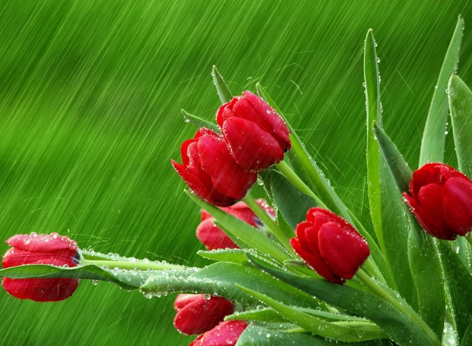 laleler doğa flora yaprak bahçe çiçek lale çiçek yaz renk güzel parlak