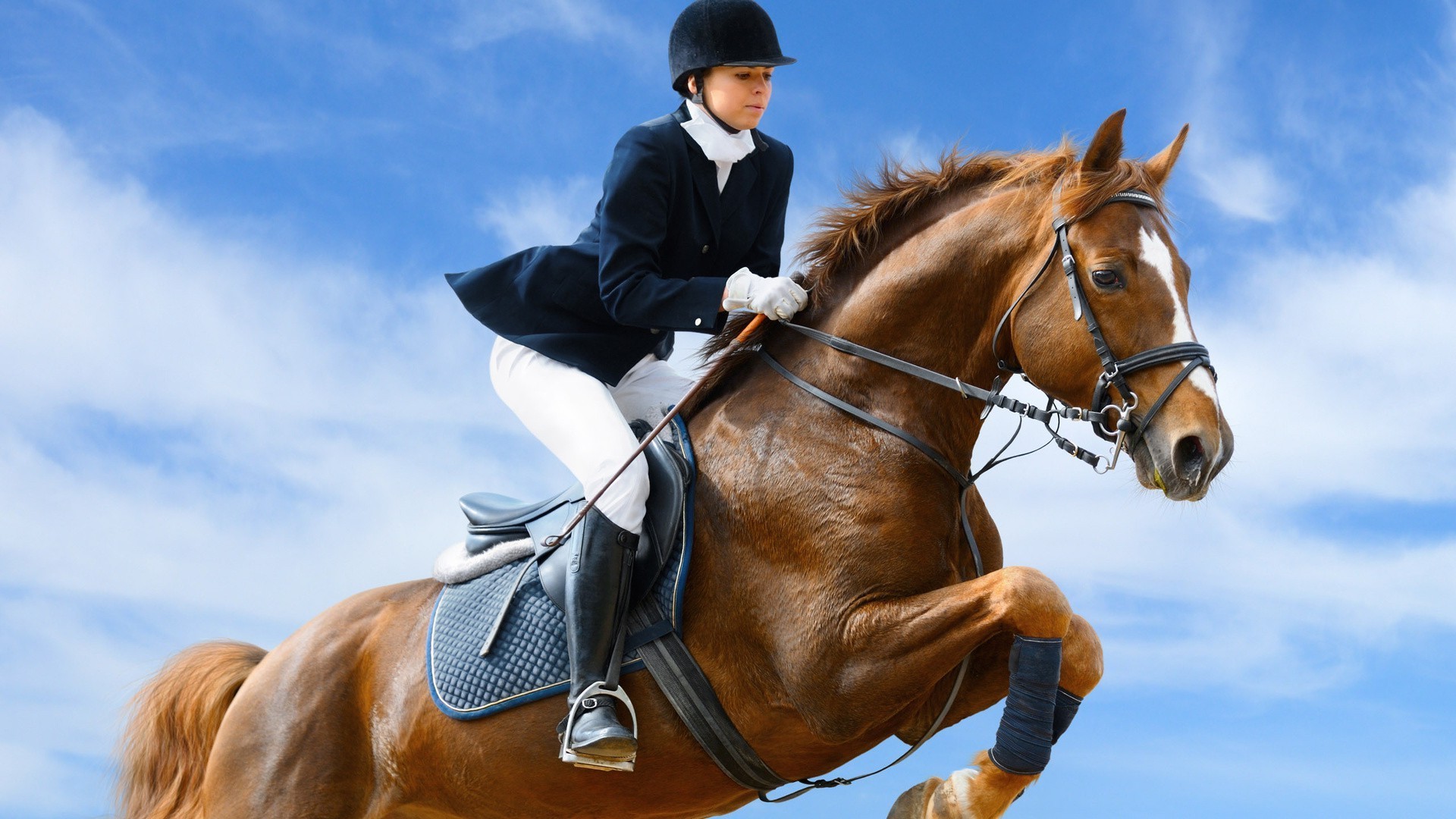 deporte caballería sentado caballo mamífero ecuestre competencia cría de caballos semental jinete solo acción brida mujer silla de montar hombre adulto mare